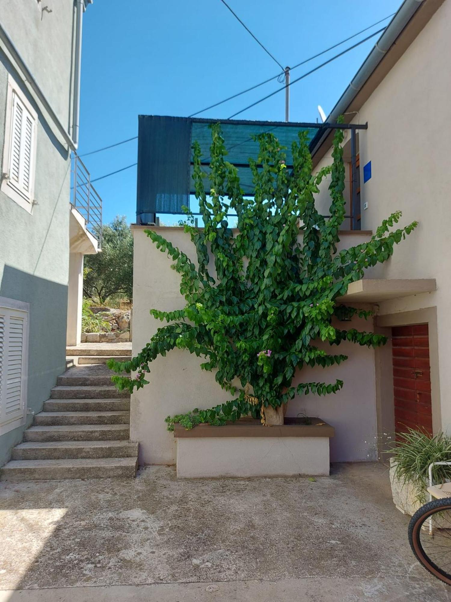 Apartmani Bugenvilija Brbinj Bagian luar foto
